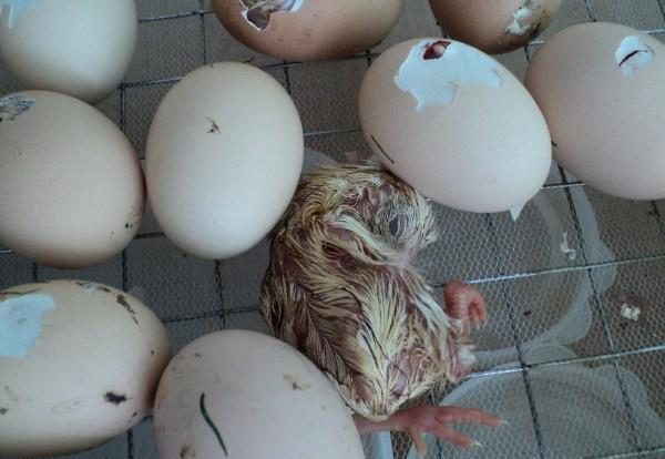  les poulets mordent dans un œuf