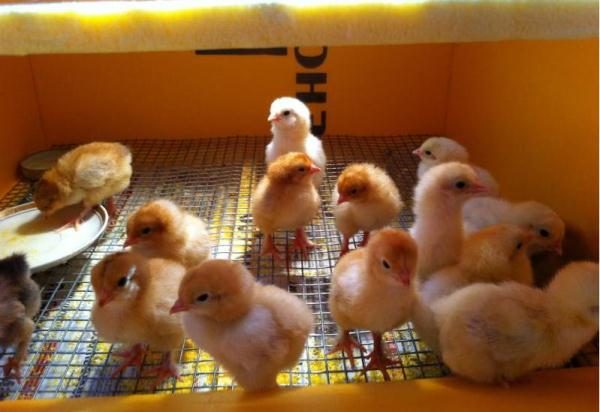  poulets incubateur