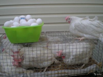  Poulets Leggorn blancs dans des cages et des œufs blancs dans un bol