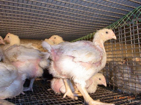  Poulets à griller dans une cage