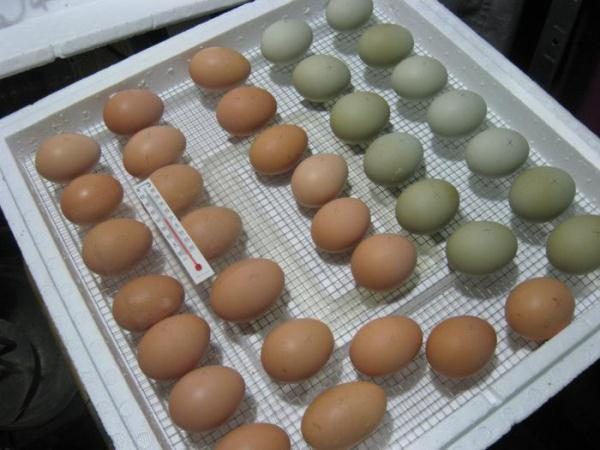  œufs de poule pour incubation