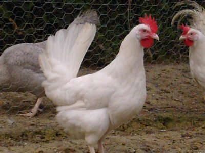  Leggorn au poulet blanc
