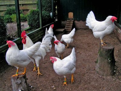  Leggorn blanc poules dans la clôture
