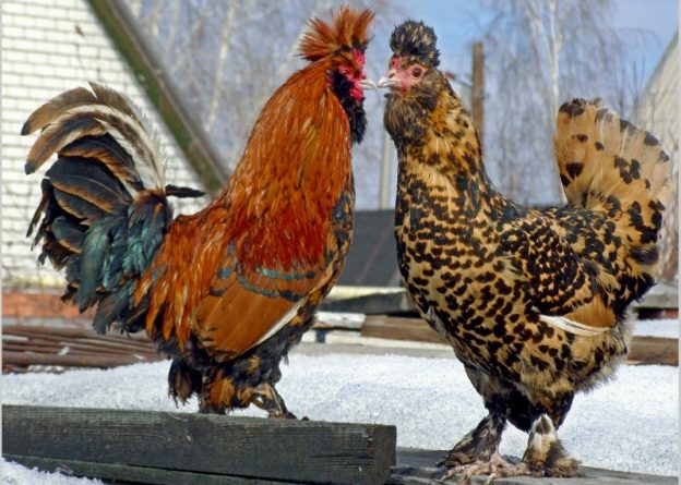  poulets de race pavlovsk