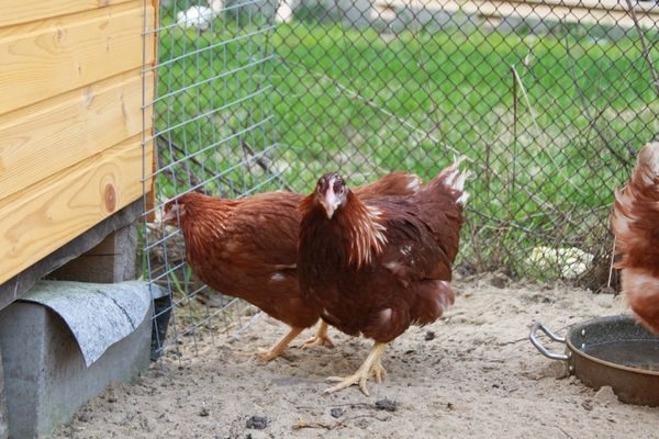  poulet dans une cage