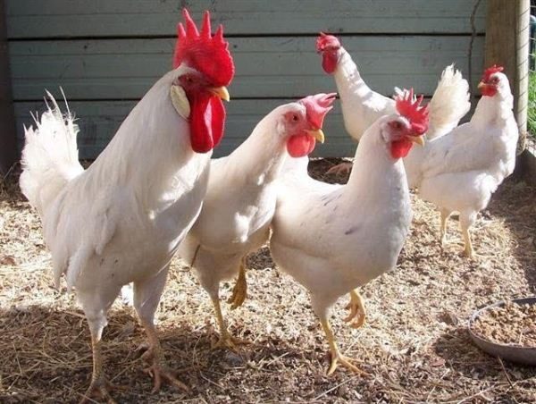  Leggorn de coq et de poulet blanc