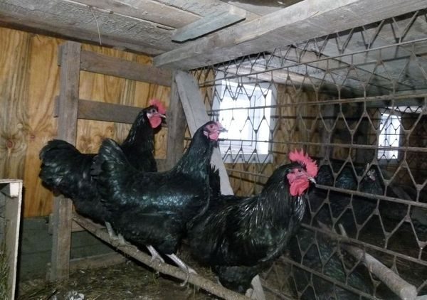  poulets dans une cage