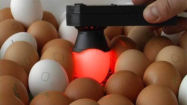  Ovoscopie d'œufs dans un incubateur