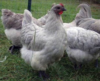  poules blanches race orpington manger