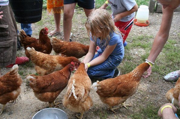  Nourrir les poules pondeuses avec des bébés