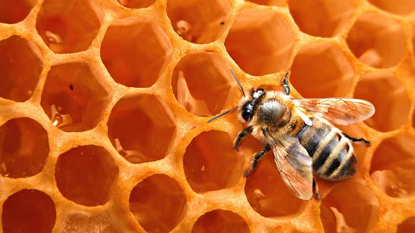  la cire d'abeille