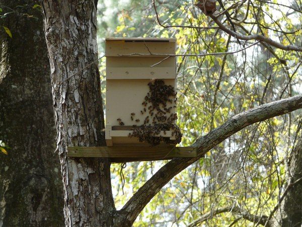  Piège à abeilles avec insectes volants