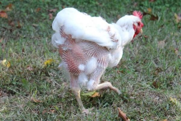  Élimination des poulets