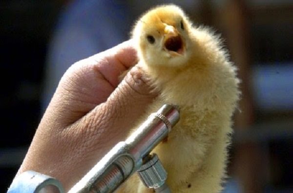  Vaccination des poulets contre la coccidiose