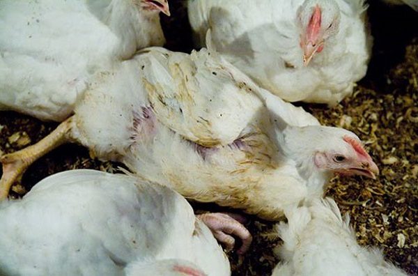  Infection des poulets de chair par la grippe aviaire