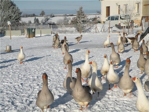  Résistance hivernale à la reproduction des oies