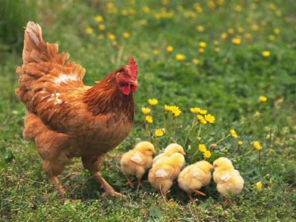  Poulet fait maison avec des poulets