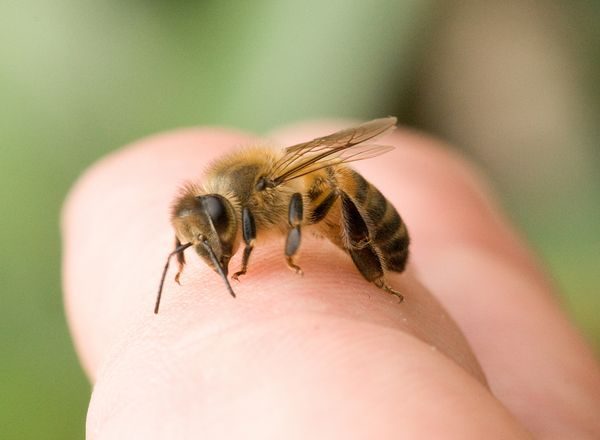  traitement des abeilles