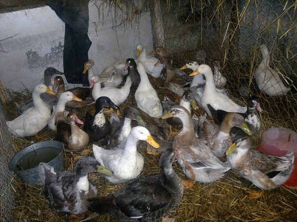  Différentes races de canards de chair à la ferme