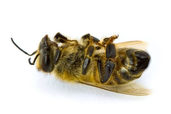  abeille morte