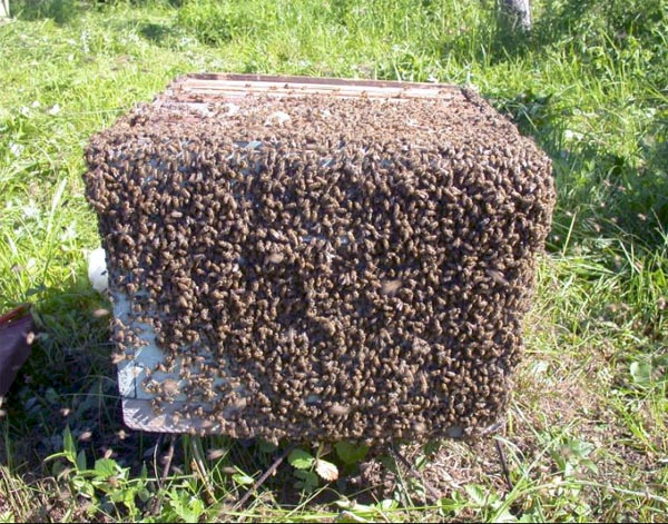  Essaimage d'abeilles