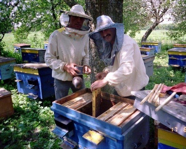  Les gens travaillent dans le rucher