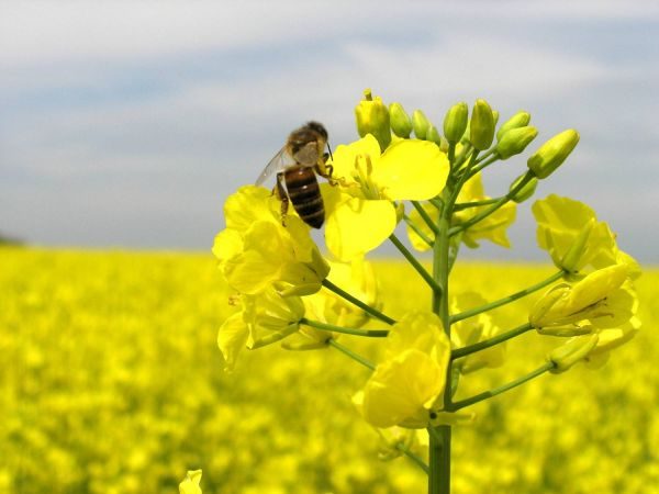  Les abeilles récoltent le nectar des fleurs de colza