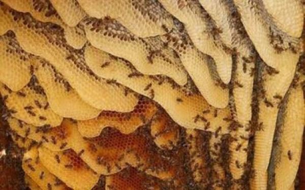  Miel d'abeilles sauvages en peigne