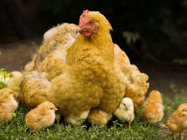  Éclosion de poulets avec des poulets