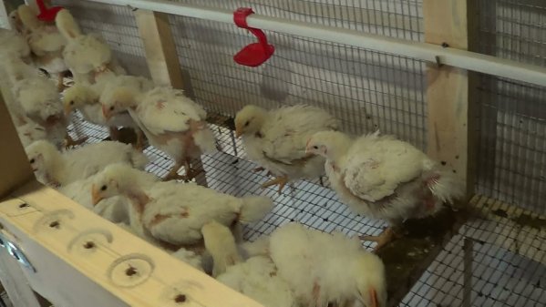  Organisation des poulets