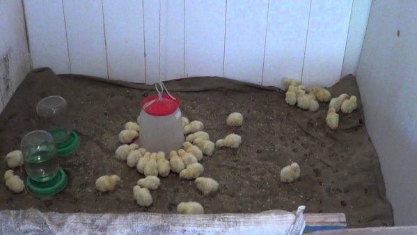  Nourrir des poulets de chair éclos dans un incubateur