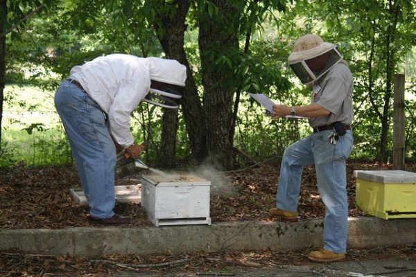 Apiculteurs dans le rucher avec de la fumée