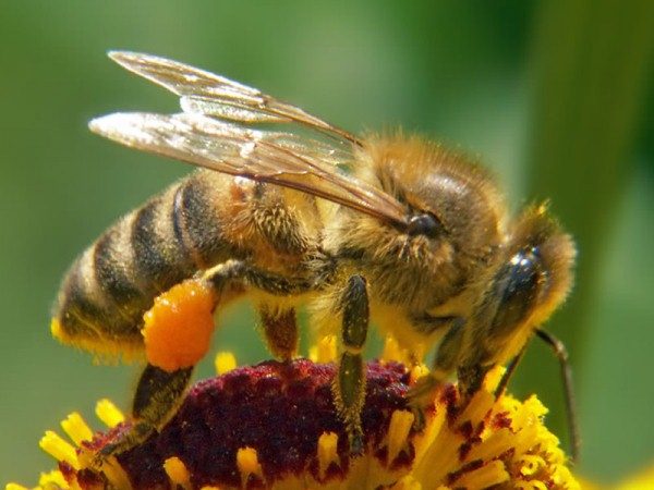  Abeille recueille le pollen