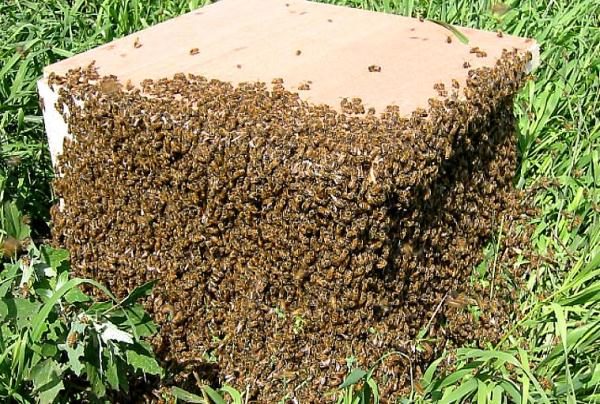  Essaim d'abeilles