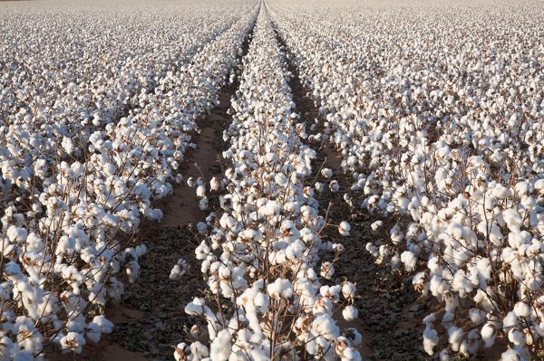  Plantation de coton