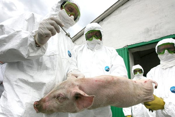  Tests de laboratoire sur des porcs