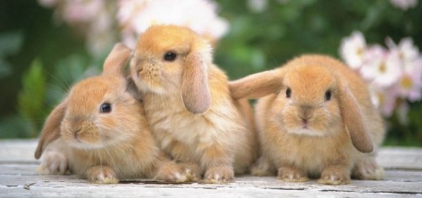  Sélection de races de lapins pour la reproduction