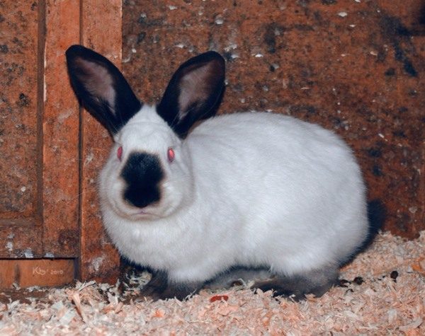  Lapin hermine russe
