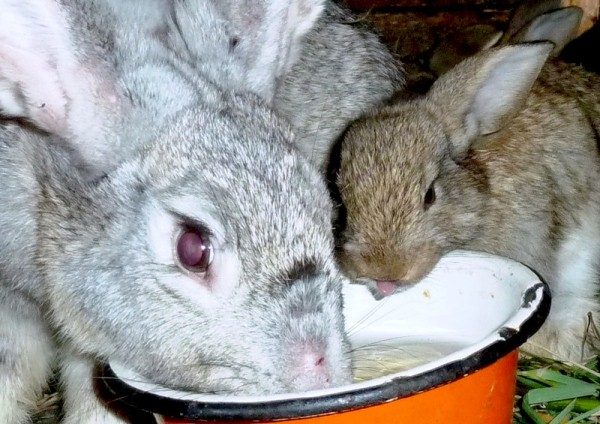  Les lapins boivent de l'eau avec une solution de bikoksa