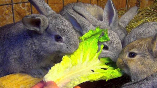  Les lapins mangent une feuille de chou