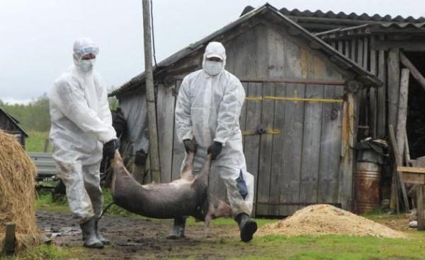  Isolement des porcs malades atteints de peste africaine