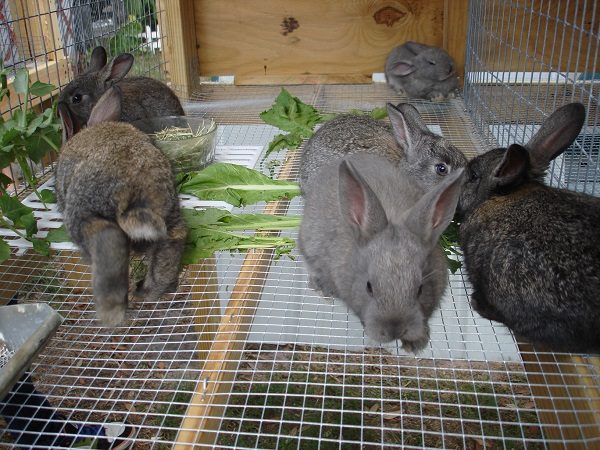  Organisation de l'alimentation des lapins