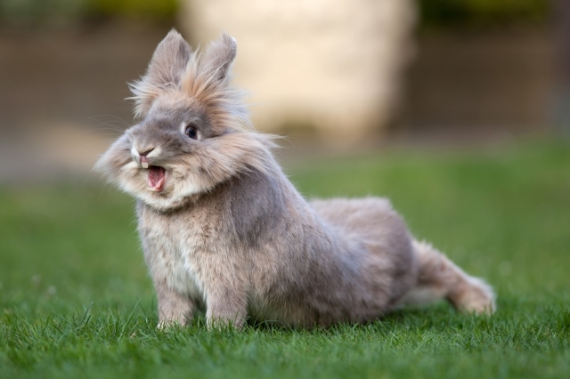  Rhinite chez le lapin: symptômes, traitement et prévention