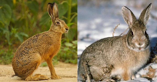  Les principales différences entre le lapin et le lièvre
