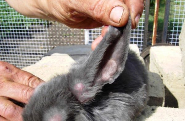  Les oreilles d'un lapin atteint de myxomatose