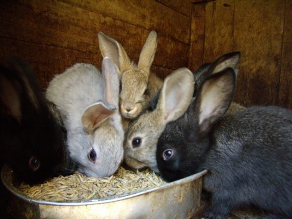  Organisation du processus d'alimentation des lapins