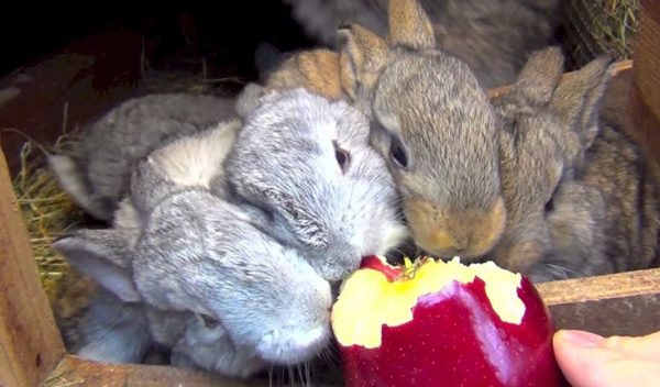  Lapins mangeant des pommes
