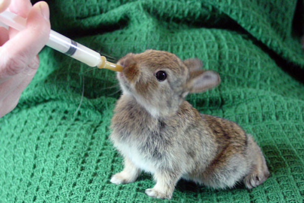  Traitement des infections chez les jeunes lapins Trisulfone
