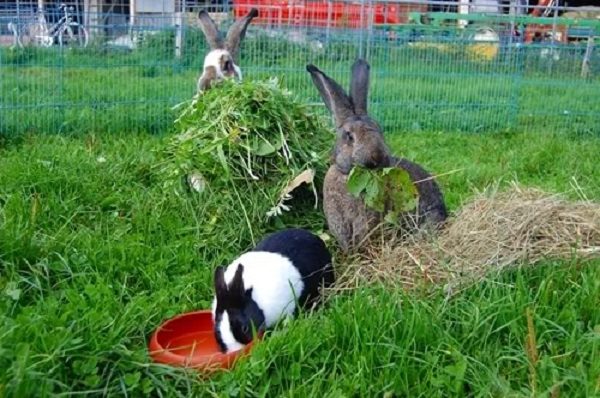  Nourriture brute récoltée pour les lapins.