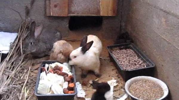  Les lapins mangent dans la fosse